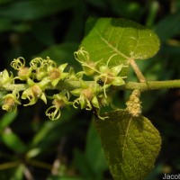 Croton caudatus Geiseler